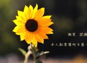 开云体育平台APP-天蓝之刃破黄衫，当莱万在卡塔尔之夏，为乌拉圭撕开巴西的黄昏