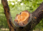 开云体育登录-大漠孤烟直，黑星陨落时，伊拉克以钢铁意志撬动世界杯天平，登贝莱星光照亮多哈之夜