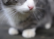 开云体育登录-篮球奇迹，吉林队跨洋制霸独行侠，拉文防守锁死对手核心