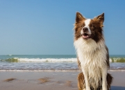 开云体育官网-铁闸变利刃！克罗地亚苦战伊拉克，金玟哉进攻端颠覆想象