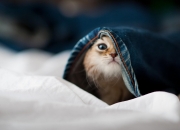 开云体育官网-逆转背后，当克莱的利爪撕破波士顿的黄昏