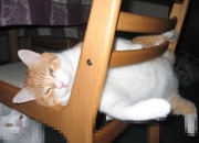 开云下载-阿坎吉爆发，从拉齐奥巅峰对决汲取灵感，瑞士力克几内亚