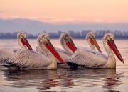 开云下载-一场爆冷背后，当山西队粉碎爵士，恩比德如何成为跨越文化的关键先生？