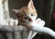 开云体育APP下载-决战天王山！浙江队破局之道击溃鹈鹕，一战定赛季乾坤