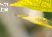 开云-冰与火之歌，福克斯单骑破阵与北京队的钢铁防线