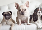 开云平台-欧冠之夜，哈弗茨关键一击，皇家社会踏平里昂