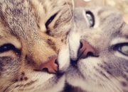 开云sport-终结悬念！山西队一波流卷走国王，世界排名争夺战惊心动魄