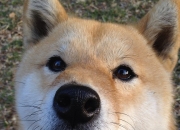 开云平台-新王者的诞生，北京队如何用东方智慧斩落NBA豪门76人