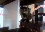 开云APP-跨界风暴，苏格兰足球震撼中国，加维篮球季后赛创造历史