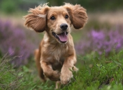 开云体育登录-波兰铁骑的马德里攻坚战，黄喜灿闪电刺穿床单军团心脏