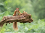 开云官网-逆袭的叙事，从战场到赛道，偶然如何重塑必然