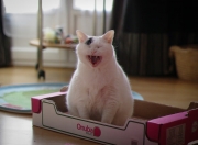 开云sport-绝境曙光，霍勒迪末节封神，独行侠生死战险胜骑士