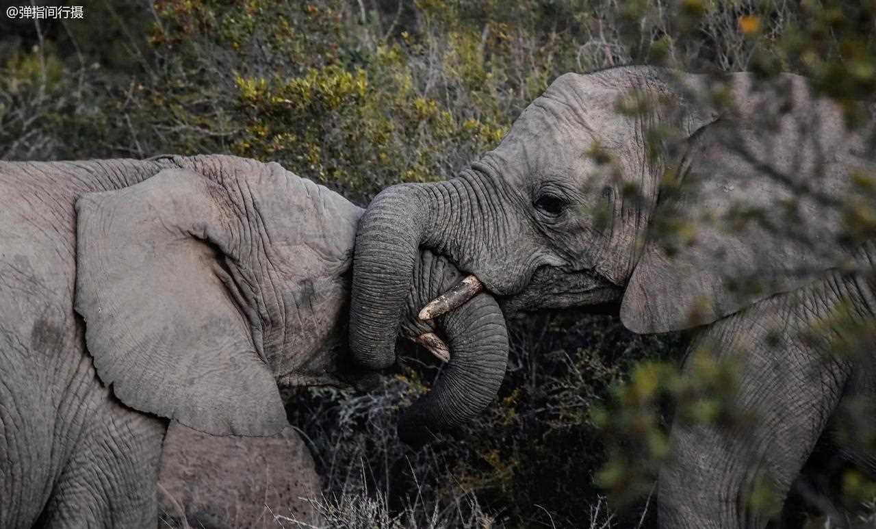 新西兰与南非的激烈对抗赢得掌声的简单介绍 新西兰与南非的激烈对抗赢得掌声的简单介绍