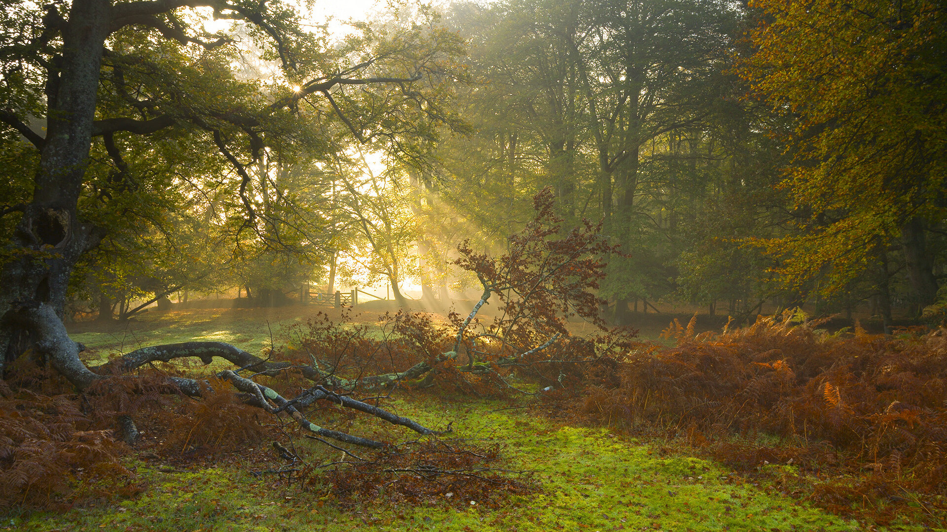 绿军铁壁下的独角兽之舞,字母哥如何将团队对决变为个人定义之战