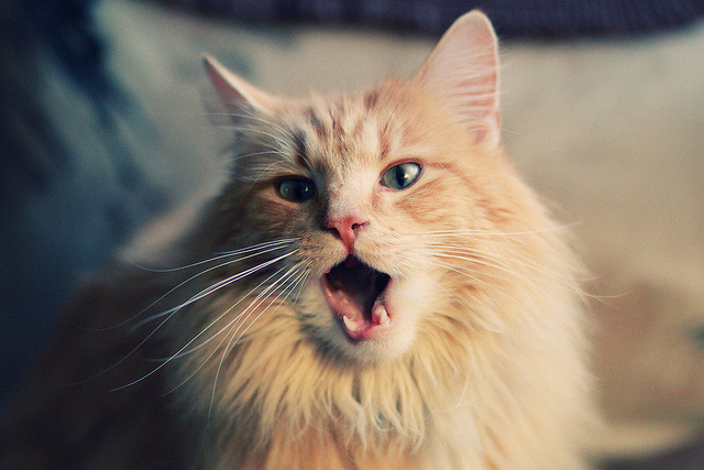 当曼城的哈兰德遭遇挪威的哈兰德,一场友谊赛如何见证奥纳纳的神扑里程碑