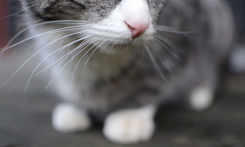 篮球奇迹,吉林队跨洋制霸独行侠,拉文防守锁死对手核心