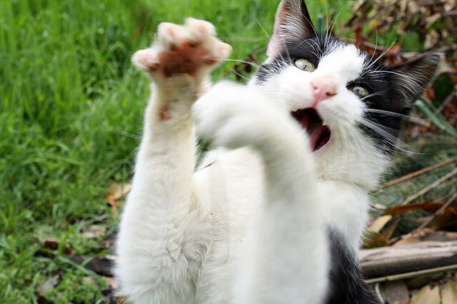 欧冠之夜,独行侠称王,东契奇一锤定音,全场最佳无争议