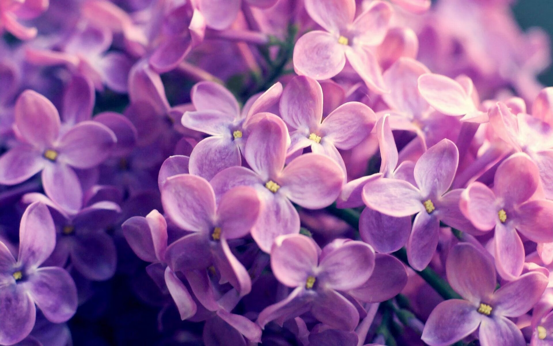 巅峰回响，詹姆斯火热的虚焦与东契奇独行侠的进化论