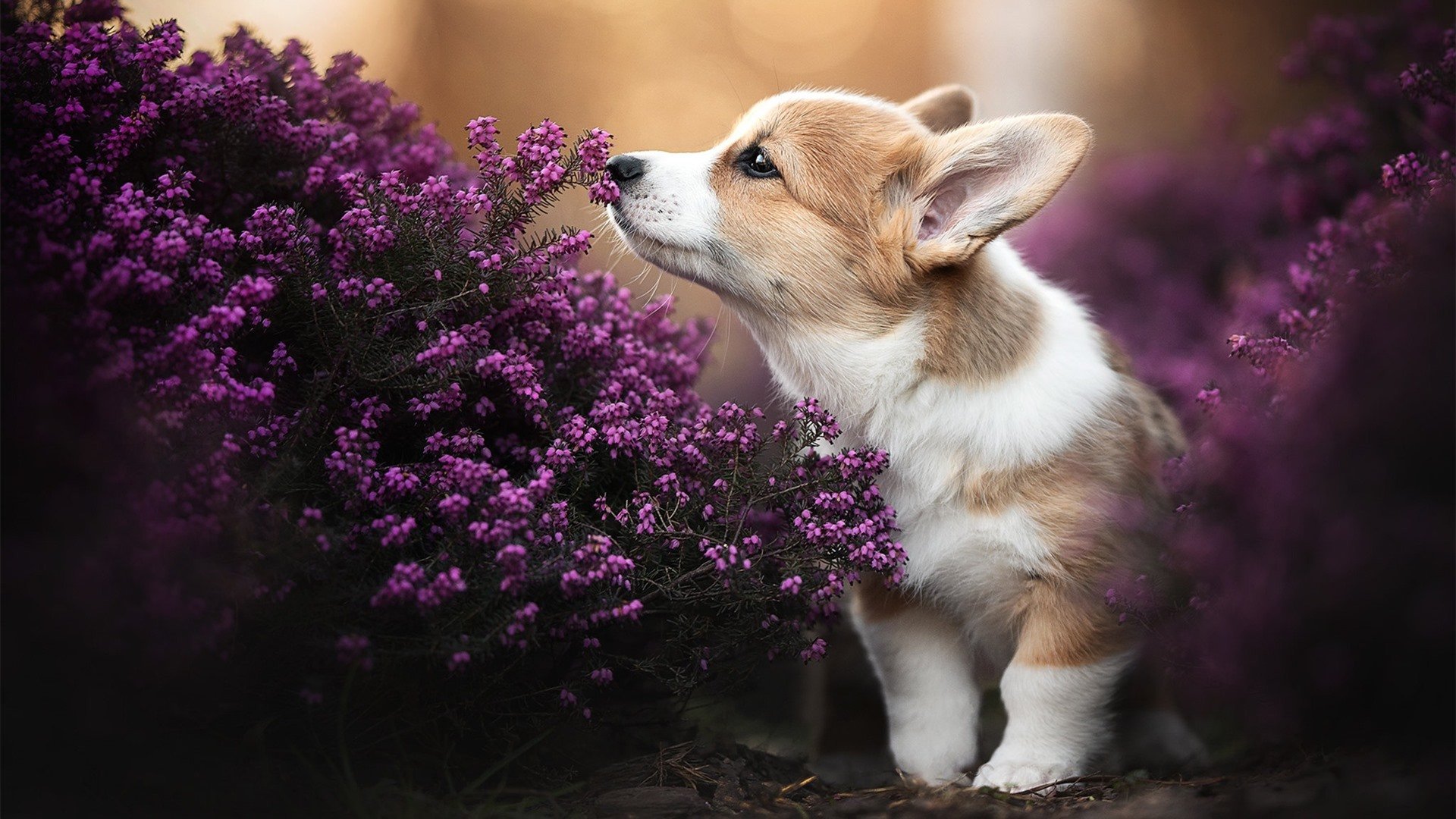 沉默的复仇者,开罗穹顶下的41分钟,巴雷拉的不留情面