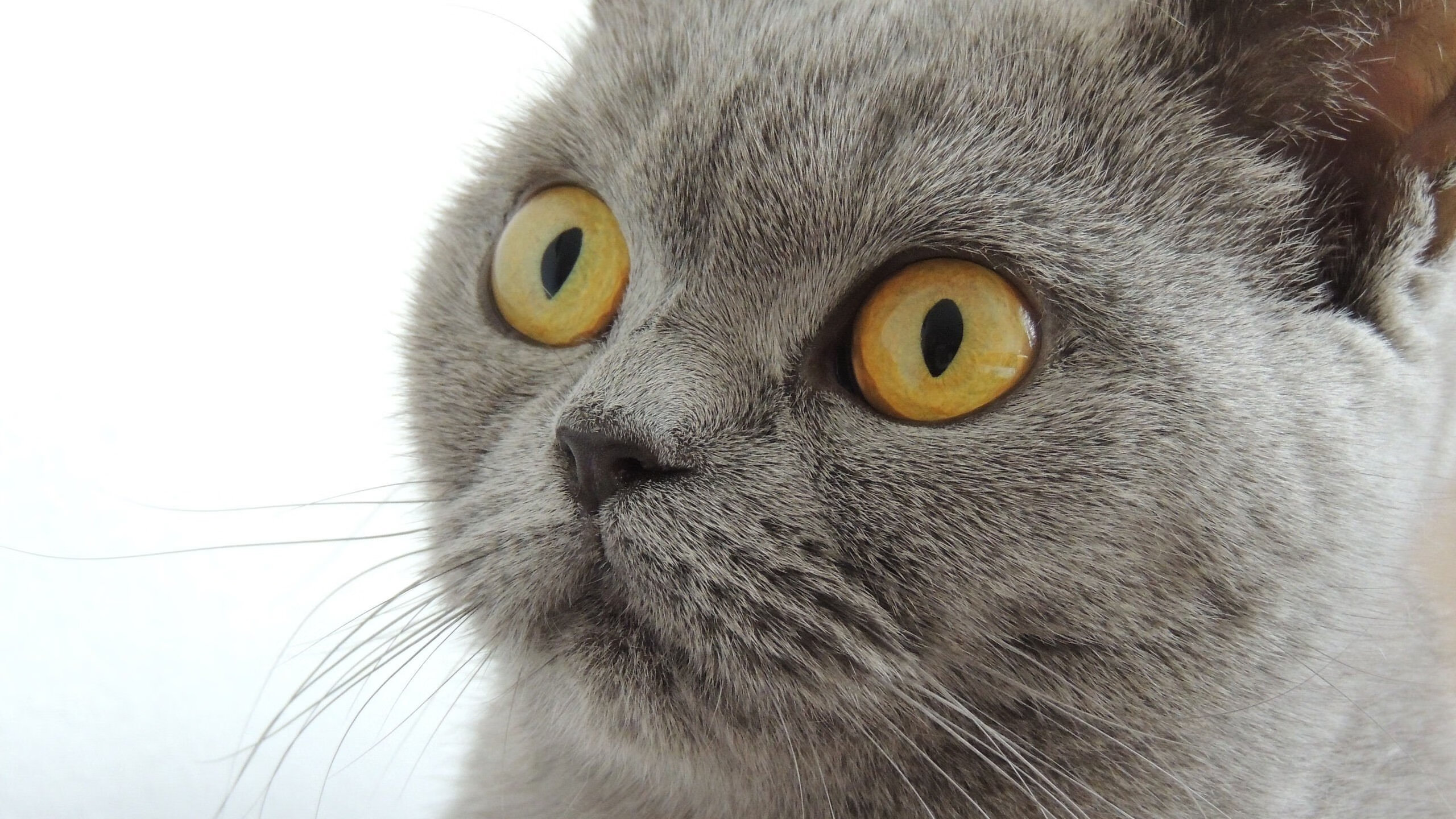 昨夜赛道,F1引擎的轰鸣与莫德里奇的教科书