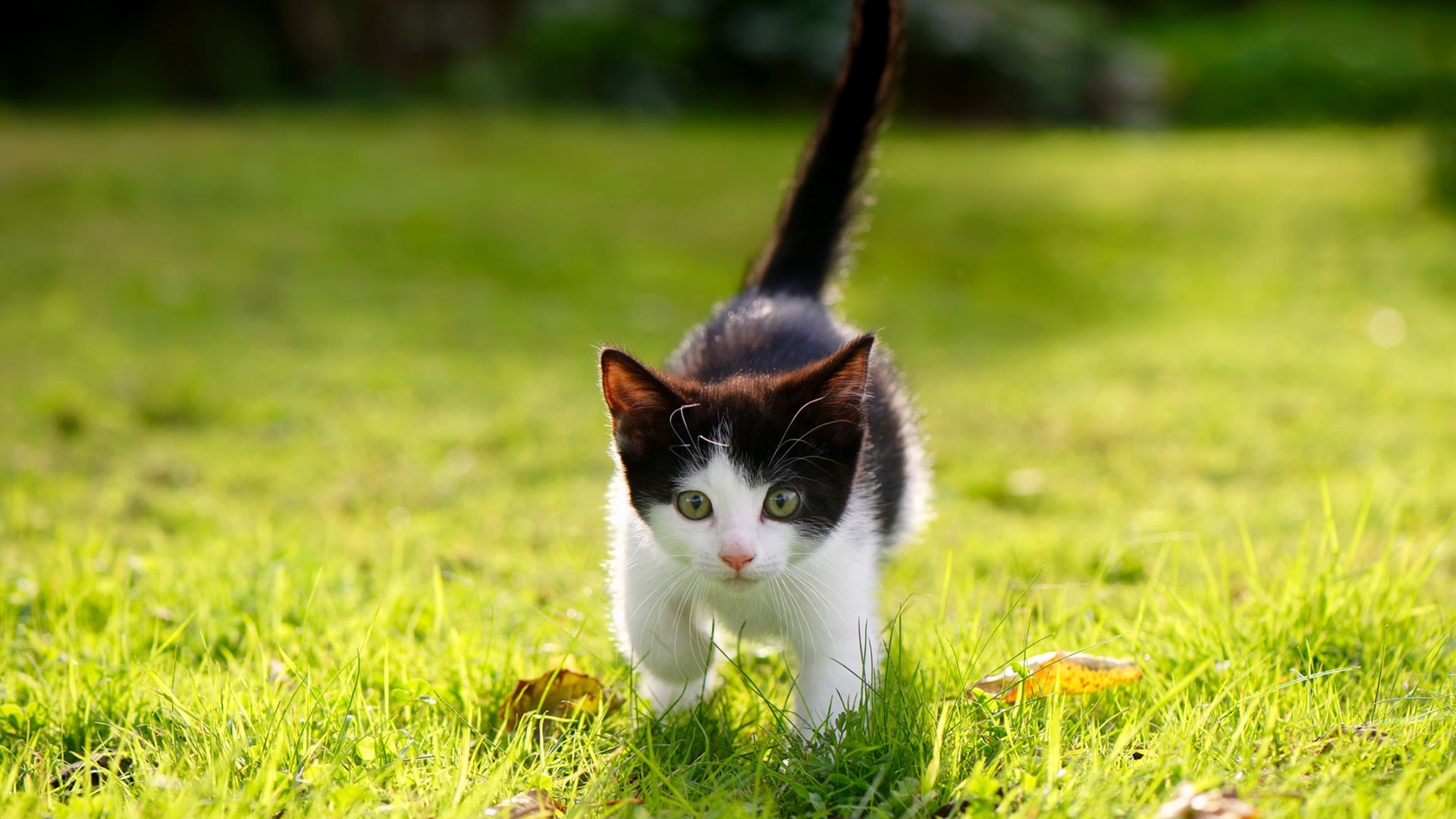 跨界掌控者,朱·霍勒迪如何在篮球与足球的巅峰对决中定义接管