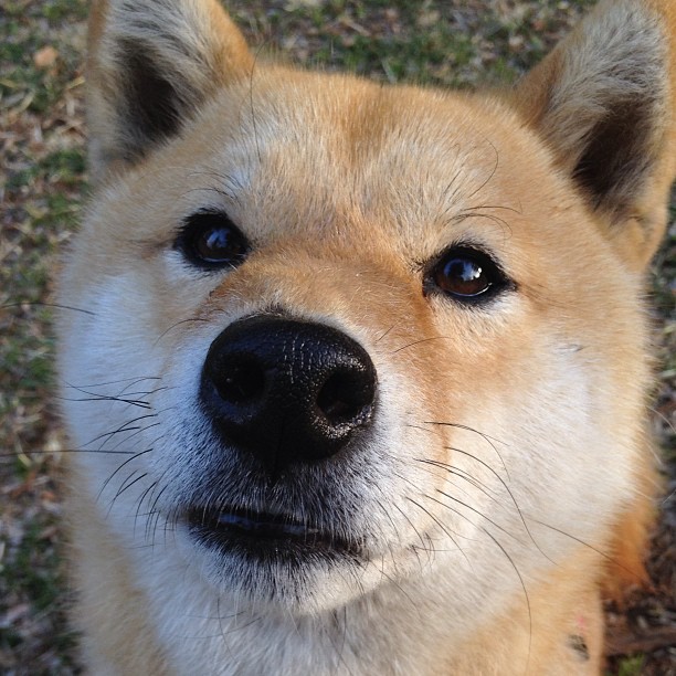 冷锋突袭罗马城，赖斯穿越海峡的关键一击