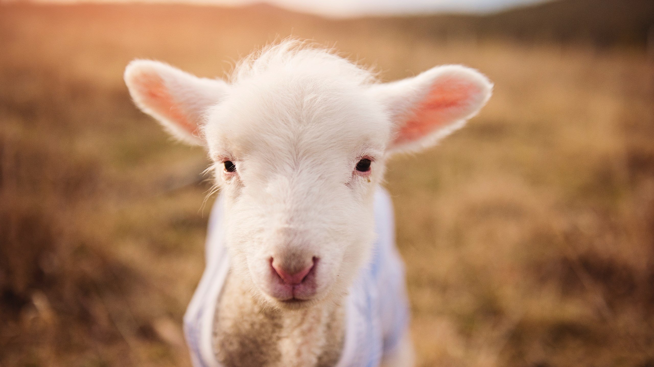 红白之刃划破蓝月之幕，马丁内利一球定江山，英超争冠夜再无悬念