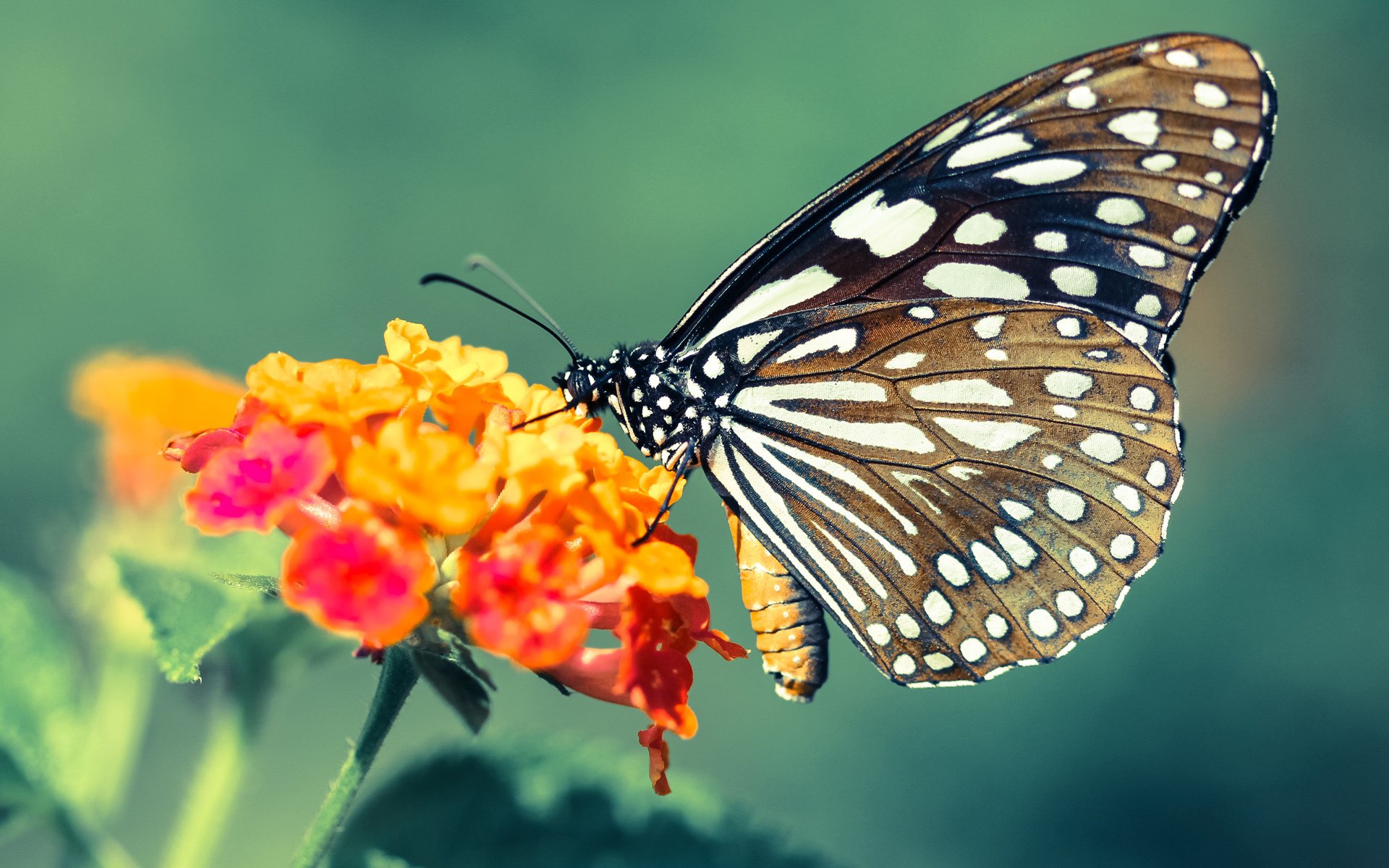 巴尔韦德，用巴拉圭的钢筋锁死米兰，悬念被提前终结的战术密码