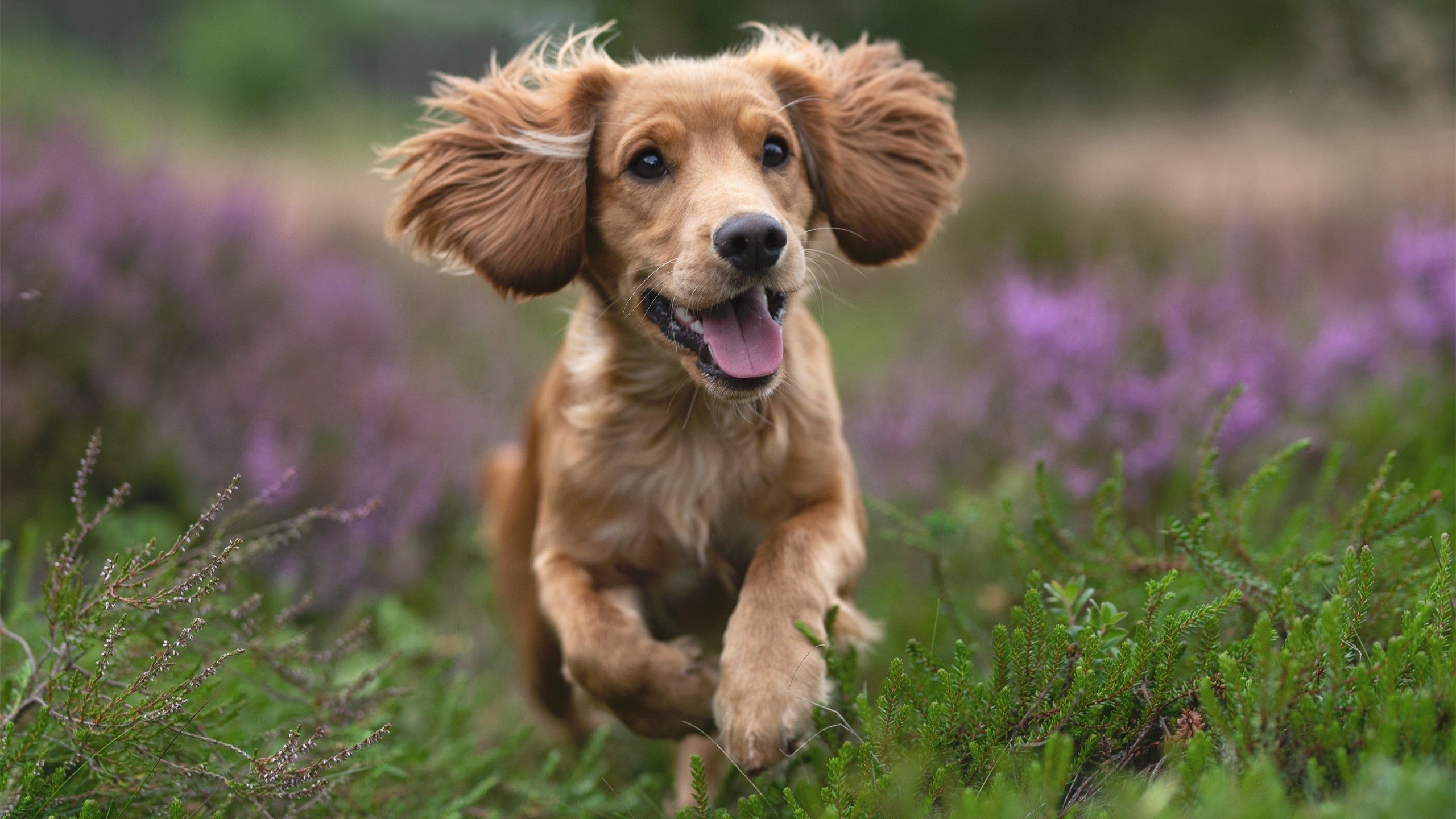 足球的三重奏，卡瓦哈尔的坚守，伊朗的铁血，巴萨的十字路口