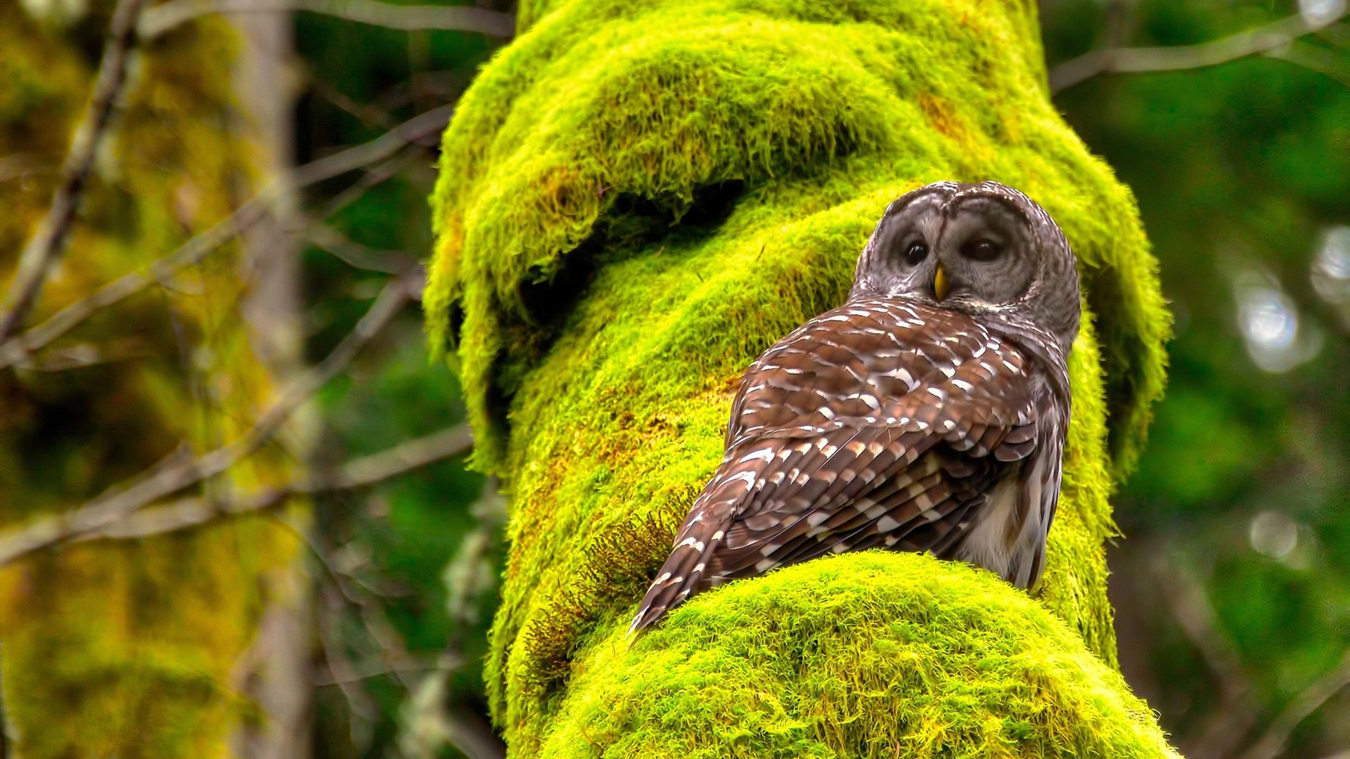 跨界统治,辽宁队团队完胜76人,乔治F1揭幕战个人接管