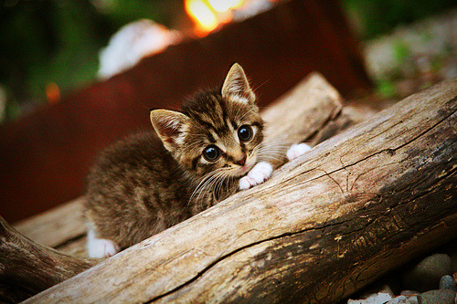 森林狼破局勇士显王者相，范弗利特末节救主藏玄机，巨星光环外的团队革命