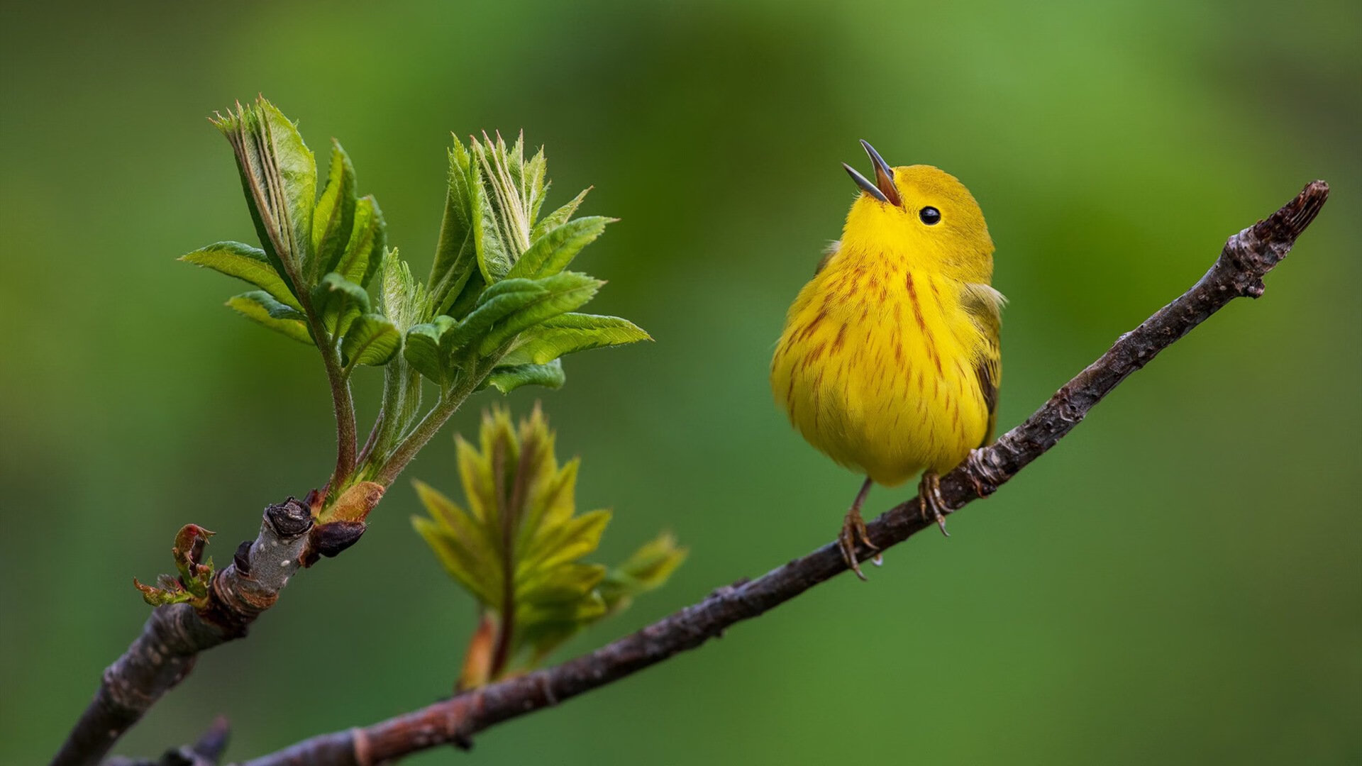 孤勇者的史诗，加时鏖战智利，莱万用一脚改写巴黎的夜晚