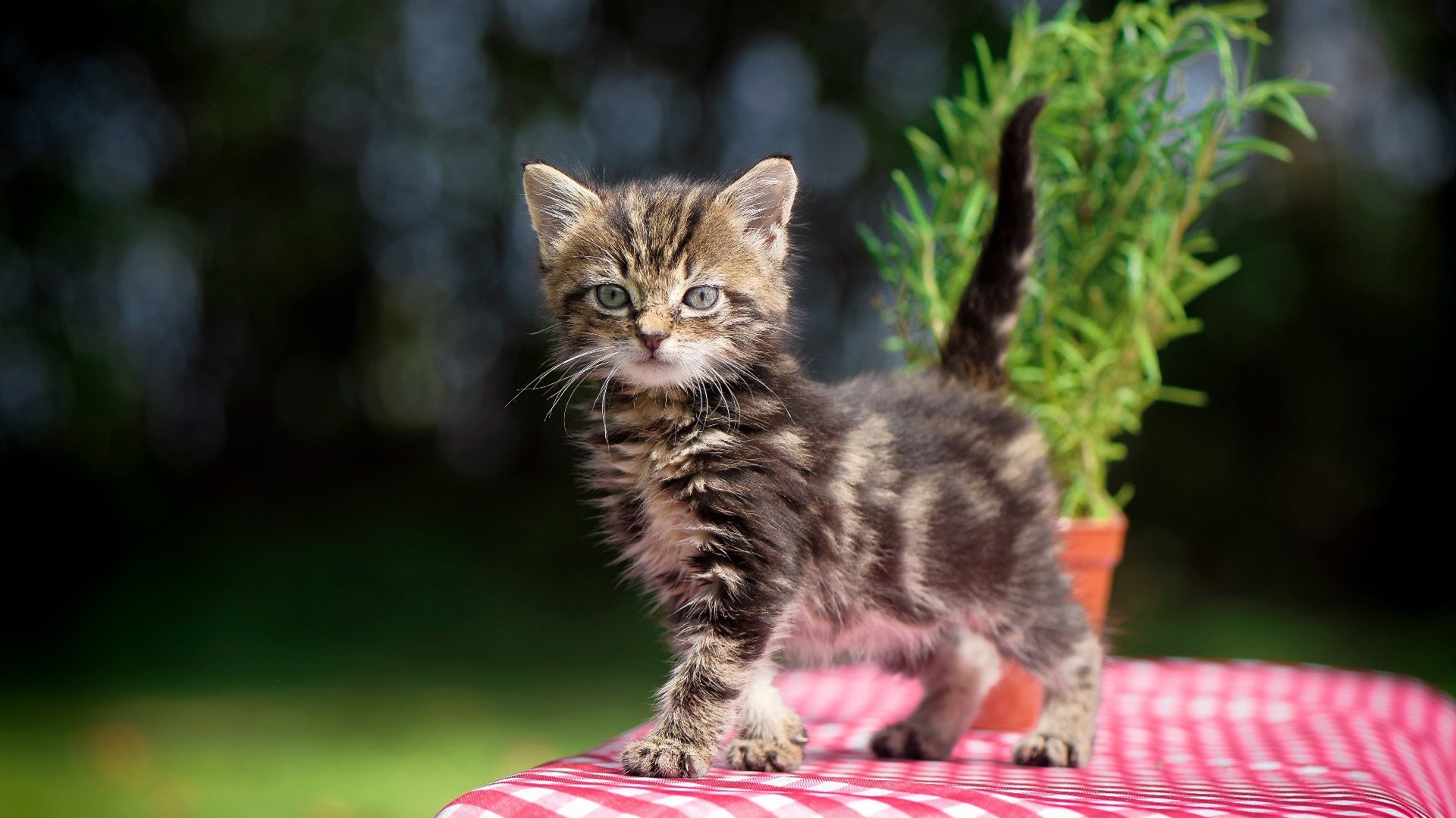 东部新王与西部权杖