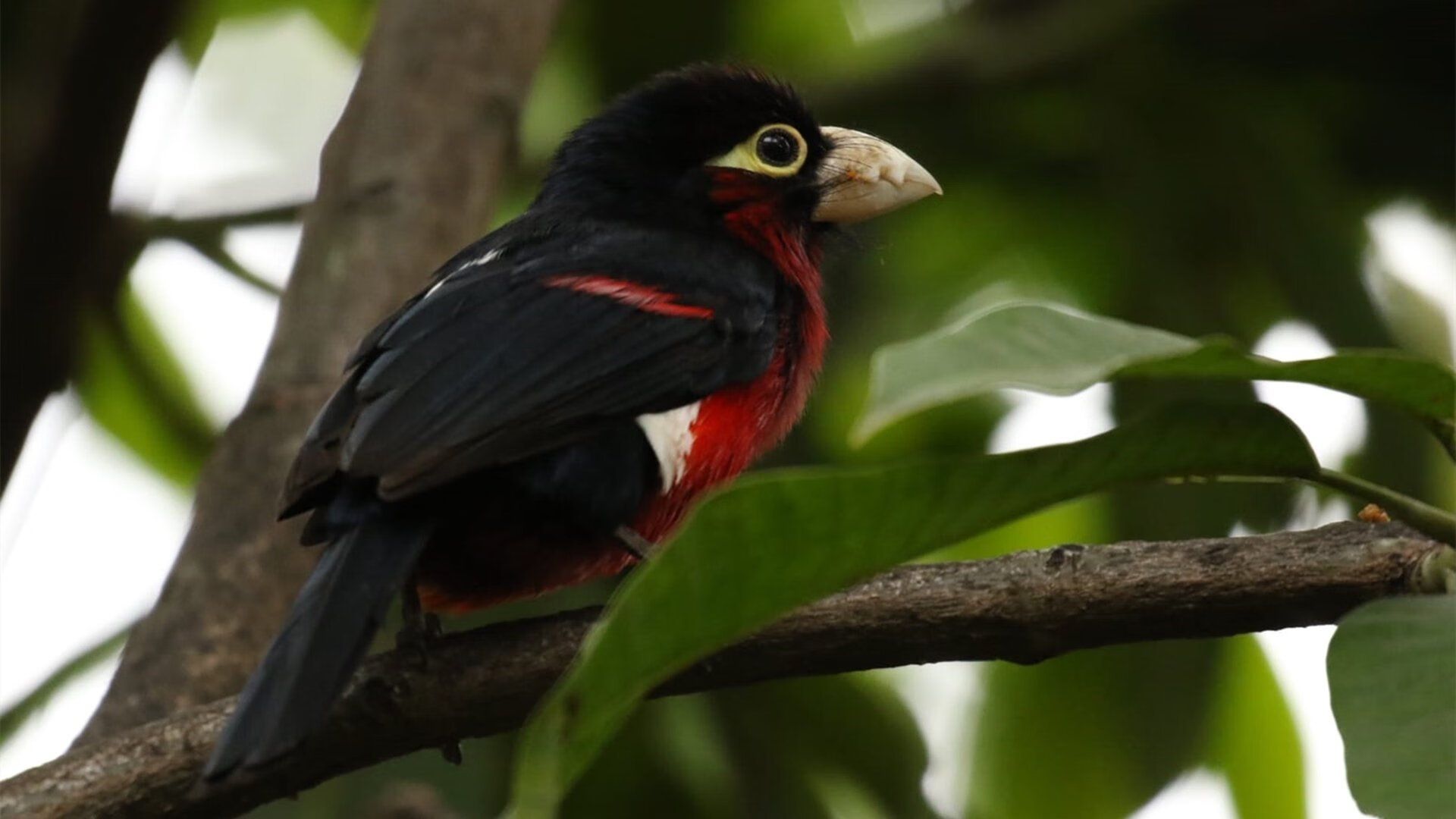 冰火对决,辽宁火力全面压制奇才,马克西成制胜关键先生