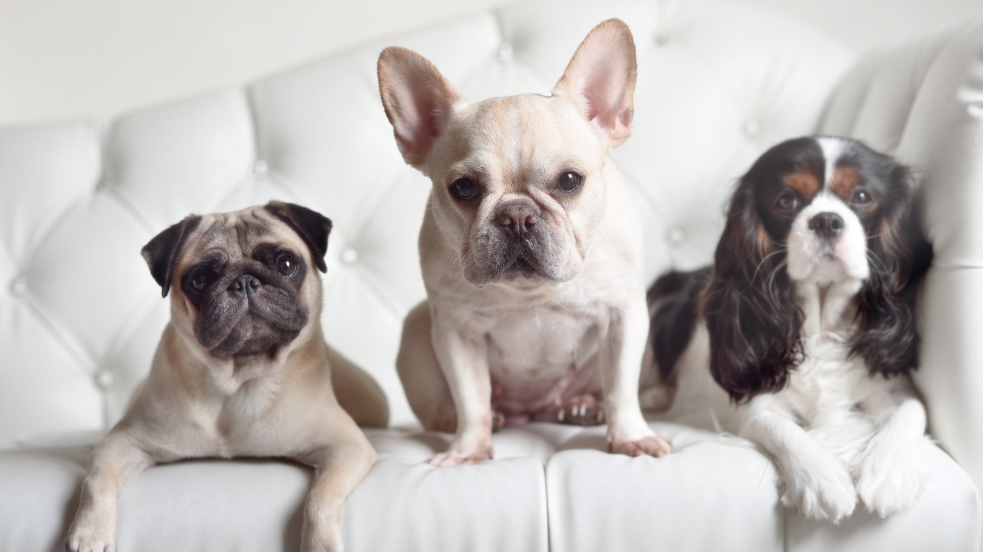 欧冠之夜，哈弗茨关键一击，皇家社会踏平里昂