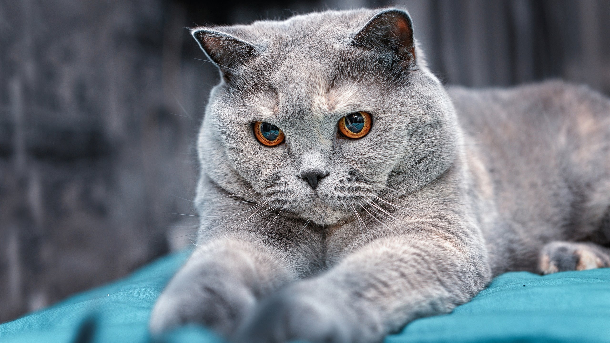 钢铁防线,一击致命,德甲争冠夜的戈贝尔式杀戮