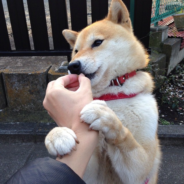 一场假想的胜利,一次真实的启示,当威尔士邂逅埃及,加克波如何上演教科书级破局?