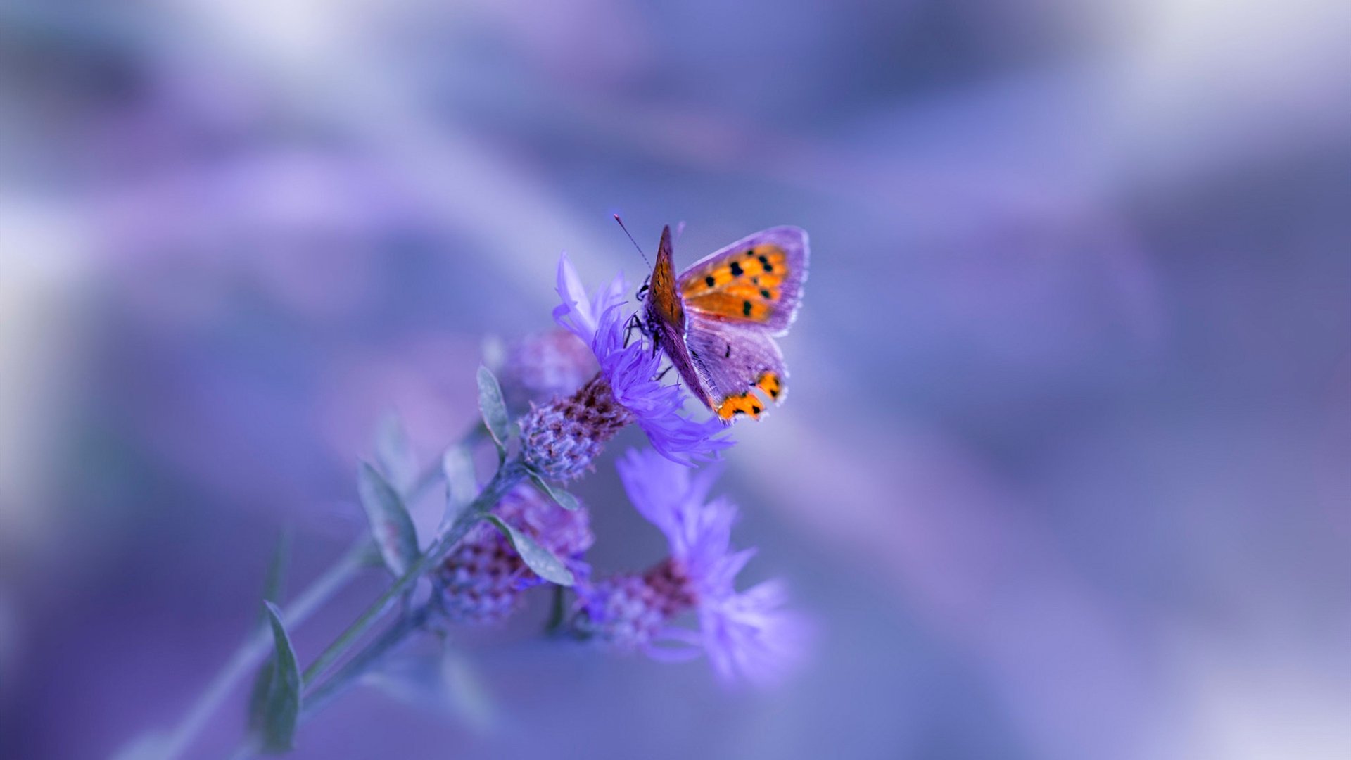 极速与逆转，从巴林赛道到NBA赛场的战术博弈