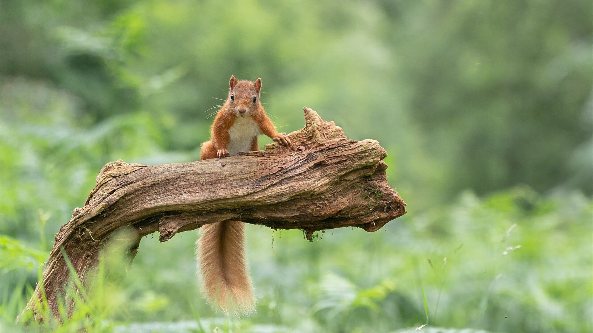 逆袭的叙事，从战场到赛道，偶然如何重塑必然
