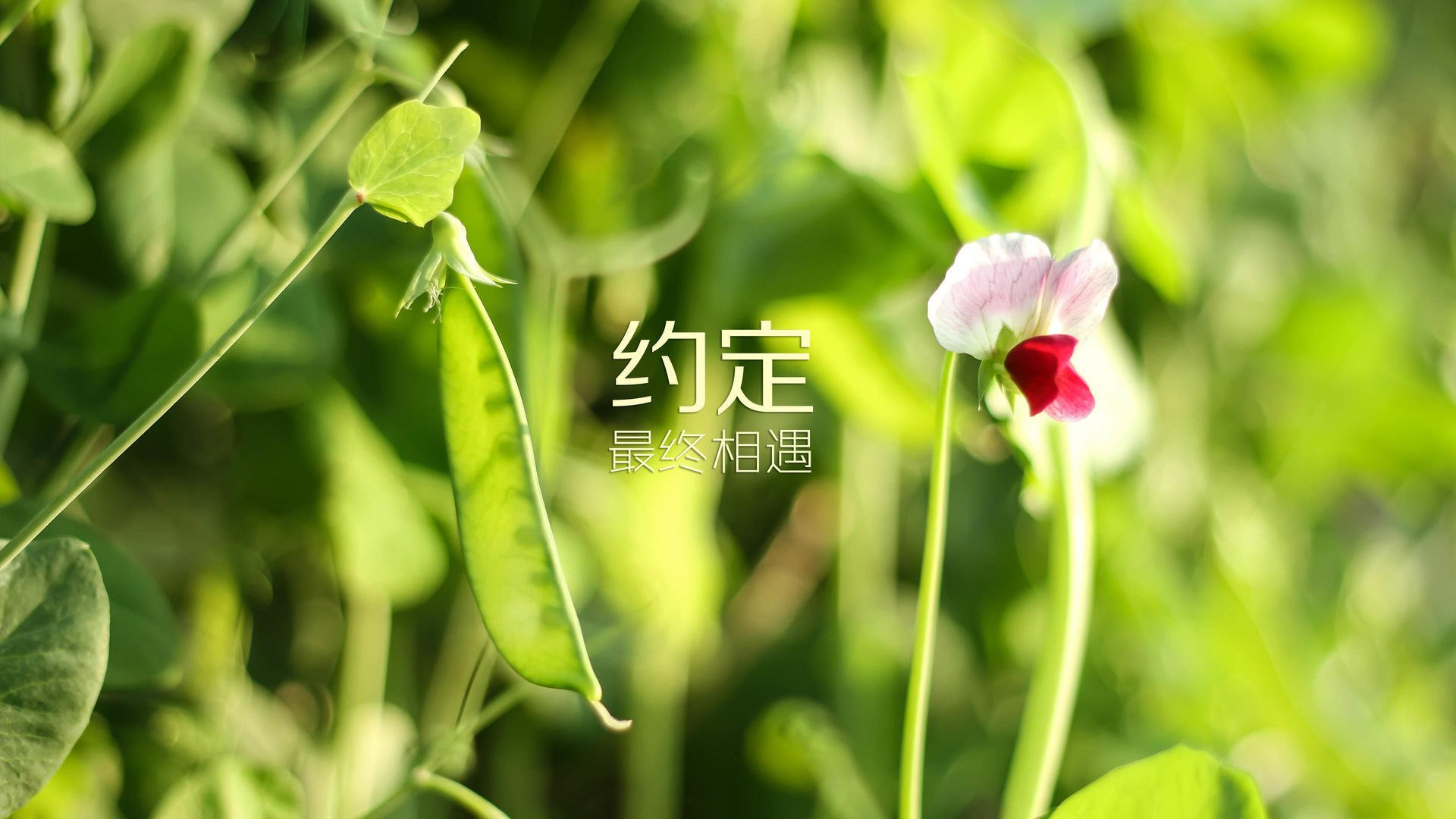 冰与火之歌,2026世界杯H组,印度横扫塞尔维亚,阿方索·戴维斯独舞掀翻欧洲劲旅