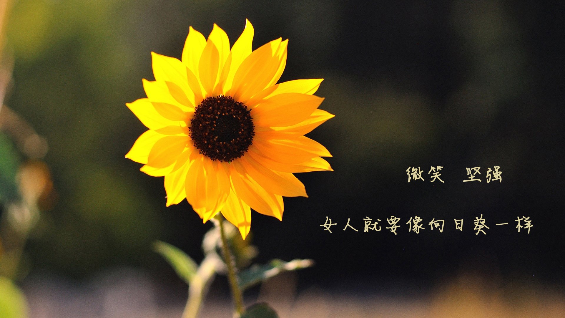 天蓝之刃破黄衫,当莱万在卡塔尔之夏,为乌拉圭撕开巴西的黄昏